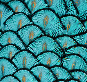 Inspiracion ilusion deco plumas pavo real