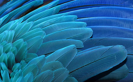 Inspiracion ilusion deco plumas azules macro