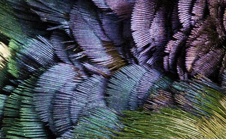 Inspiracon ilusion deco plumas macro